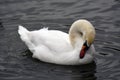 Portrait of a white swan on water Royalty Free Stock Photo