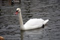 Portrait of a white swan on water Royalty Free Stock Photo