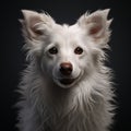 Portrait of white Swiss Shepherd Dog on a black background