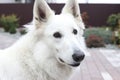 Portrait of a white Swiss Shepherd dog looking at the camera. Pet concept Royalty Free Stock Photo