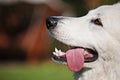 Portrait Of a white Swiss shepherd with a tongue