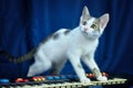 Portrait of white tabby cat standing on piano on blue background