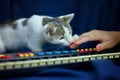 Portrait of white tabby cat standing on piano on blue background