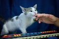 Portrait of white tabby cat standing on piano on blue background