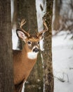 Portrait of a White Tailed Deer buck in Winter Royalty Free Stock Photo