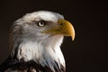 Portrait white-tailed eagle bald eagle, national american prey bird