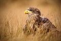 Portrait of White-tailed Eagle, Haliaeetus albicilla, sitting in the brown grass Royalty Free Stock Photo