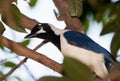 Portrait of White-tailed Jay bird Royalty Free Stock Photo