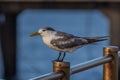 Portrait of a greater crested tern & x28;Thalasseus bergii& x29; sitting on the railing of a sea pier in an arch and looking