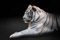 Portrait white tiger on black background. Detail face tiger. Hight quality portrait lion. Portrait from animal Royalty Free Stock Photo