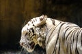 Portrait white tiger Royalty Free Stock Photo