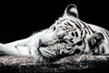 Portrait of a white tiger isolated on black Royalty Free Stock Photo