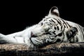 Portrait of a white tiger isolated on black Royalty Free Stock Photo