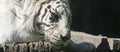 Portrait of white tiger Royalty Free Stock Photo