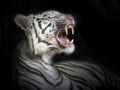 white tiger roaring. Royalty Free Stock Photo