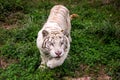 A portrait of a white tiger stalking its prey getting ready to jump and attack it. The big cat is walking on a grass field Royalty Free Stock Photo