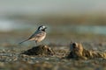 Portrait of white wagtail, Motacilla alba sitting on the ground in the spring morning.