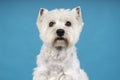 Portrait of a White West Highland Terrier Westie sitting looking at camera isolated on a baby blue background