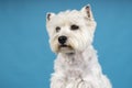 Portrait of a White West Highland Terrier Westie sitting looking at camera isolated on a baby blue background