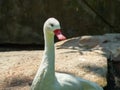 Portrait of a white wild goose. Royalty Free Stock Photo