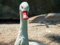 Portrait of a white wild goose. Royalty Free Stock Photo