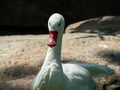 Portrait of a white wild goose. Royalty Free Stock Photo