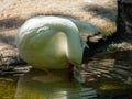 Portrait of a white wild goose. Royalty Free Stock Photo