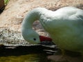 Portrait of a white wild goose. Royalty Free Stock Photo