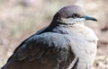 Portrait of a White-winged Dove