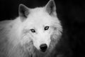 Portrait of white wolf in the forest Royalty Free Stock Photo