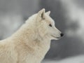 portrait of a white wolf on gray background Royalty Free Stock Photo