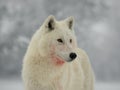 portrait of a white wolf on gray background Royalty Free Stock Photo
