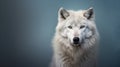 Portrait of a white wolf on a gray background. Studio shot. Generative AI Royalty Free Stock Photo
