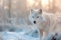 Portrait of a white wolf in a snowy forest in winter Royalty Free Stock Photo