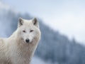 Portrait of a white wolf standing on top of mountain against the background of a snowy forest Royalty Free Stock Photo