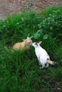 Portrait of two cats try to kissing each other Royalty Free Stock Photo