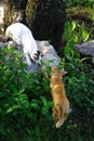 Portrait of two cats try to kissing each other Royalty Free Stock Photo