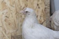 Portrait of white, young chicken in an incubator cage Royalty Free Stock Photo