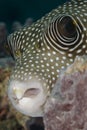 Portrait of a Whitespotted pufferfish. Royalty Free Stock Photo