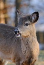 Portrait of Whitetail deer Royalty Free Stock Photo