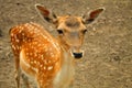 Portrait of whitetail deer fawn Royalty Free Stock Photo