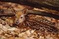 Portrait of a whitetail fawn