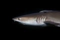 Portrait of a whitetip reef shark Triaenodon obesus Royalty Free Stock Photo