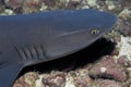 Portrait of a whitetip shark Triaenodon obesus Royalty Free Stock Photo