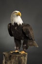 Portrait  whole body  of an American Bald Eagle taken in a studio  Haliaeetus Leucocephalus  Bird of prey predator Royalty Free Stock Photo