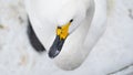 Portrait of whooper swan (Cygnus cygnus) bird. Royalty Free Stock Photo