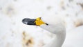 Portrait of whooper swan (Cygnus cygnus) bird. Royalty Free Stock Photo