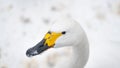 Portrait of whooper swan (Cygnus cygnus) bird. Royalty Free Stock Photo