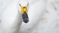 Portrait of whooper swan (Cygnus cygnus) bird. Royalty Free Stock Photo