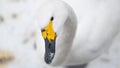 Portrait of whooper swan (Cygnus cygnus) bird. Royalty Free Stock Photo